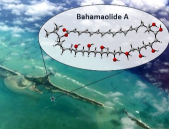 布里斯托大学 | 科学家发明了开创性的技术来构建在巴哈马沉积物中发现的稀有分子，这些分子有可能帮助治疗疾病和感染