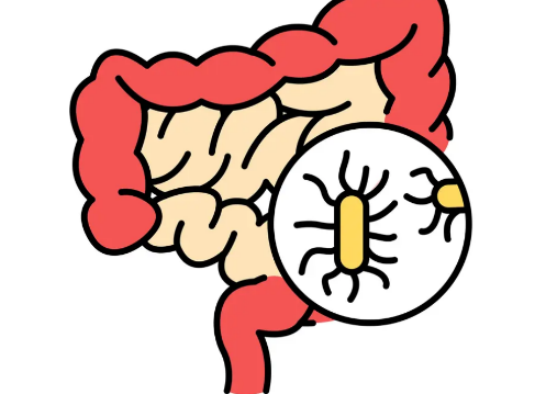 密歇根大学 | 我们的体温正在下降，肠道细菌可能是罪魁祸首