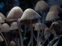 澳大利亞國立大學 | 一場迷幻復興正在進行中