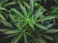 倫敦大學(xué)學(xué)院 | 大麻對(duì)青少年和成年人有同樣的效果，而CBD不會(huì)抑制這種效果