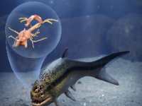 伯明翰大學 | 3.19億年前的魚類化石揭示了脊椎動物的大腦進化