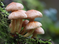佐治亚理工学院 | 菌根类型控制生物多样性对生产力的影响