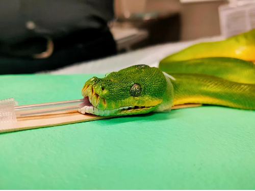 昆士兰大学 | UQ VETS 拯救光荣的绿色蟒蛇