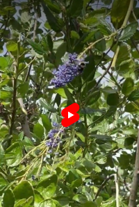 加州大學戴維斯分校 | 下載：“第一”大黃蜂是YouTube的明星