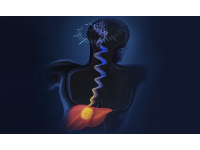 南加州大学 | 研究表明，肝癌如何劫持细胞内的生物钟机制