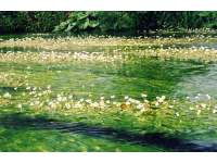 倫敦大學(xué)瑪麗皇后學(xué)院 | 研究揭示了一種典型的白堊河植物——水烏賊（毛茛屬）的益處