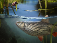 宾夕法尼亚州立大学 | 温度比光更强，像河流中氧气的驱动因素一样流动