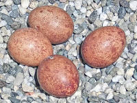 加州大学伯克利分校 | 让负担开始吧!4月11日，马克&middot;猎鹰宝宝的到来