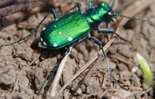 杜克大学 | 许多北美作物的未来可能取决于地面甲虫对气候变化的反应