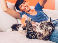 阿德莱德大学 | 游戏时间有益于你的猫的福利