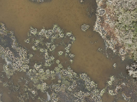 阿德莱德大学 | 无人机AI在Murray-Darling计算水鸟数量