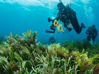 阿德莱德大学 | 澳大利亚浅水珊瑚礁衰退