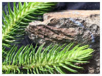 诺丁汉大学 | 早期森林没有显著改变大气CO2