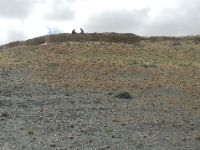 诺丁汉大学 | 化石植物中类似防晒霜的化学物质的新发现揭示了紫外线辐射在大规模灭绝事件中起到了作用