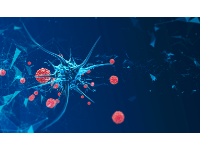 诺丁汉大学 | 甜蜜的发现有可能用于有效的新病毒和癌症药物治疗