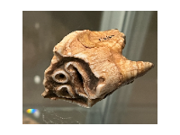 诺丁汉大学 | 在东米德兰遗址发现的冰河时代动物骨骼和尼安德特人工具首次展出