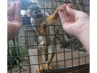 剑桥大学 | 灵巧的魔术只会愚弄那些拇指相对的猴子