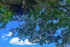 985占比近三成！26fall工科热度持续攀升，申请门槛是否依旧？