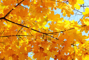 考研后的新赛道：转战海外硕士，这些机遇你一定要抓住！