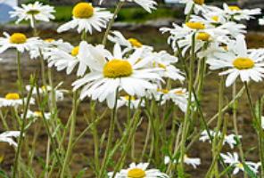 穷疯了！英国官宣留学生税！签证缩期、学费飙升，每年多收近万元，留子成了提款机！？